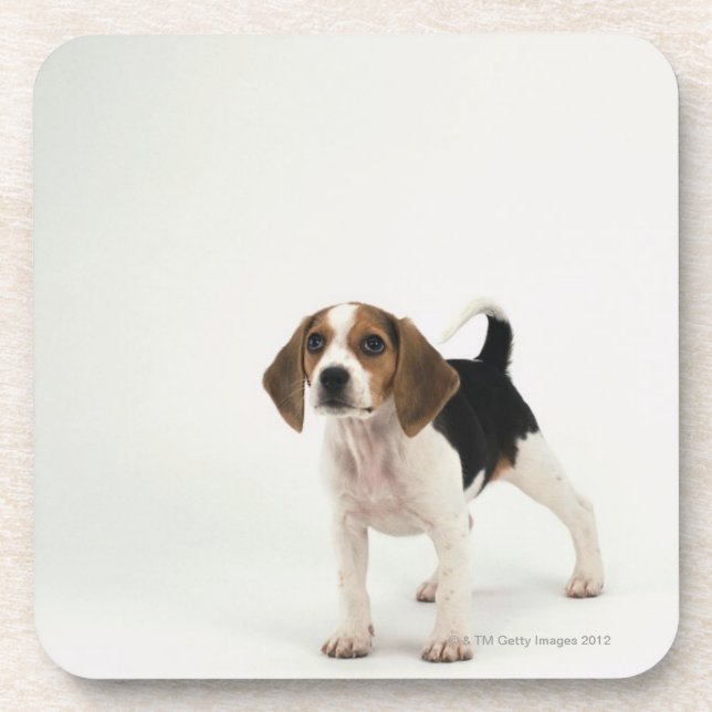 Beaglewelpe Getränkeuntersetzer (Vorderseite)