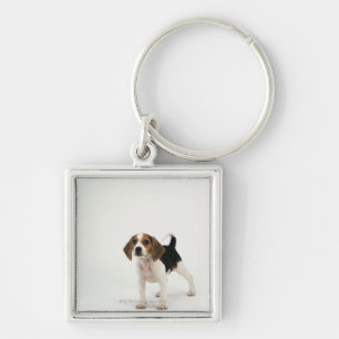 Beaglewelpe Schlüsselanhänger