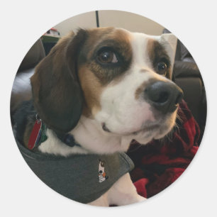 Beaglier- Beagle Bae Hund Aufkleber Bea Streaming 