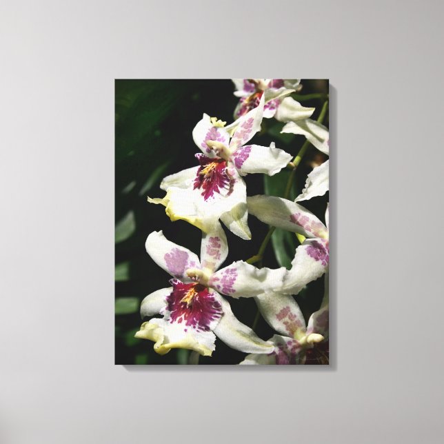 Beallara Orchid Art Wrapped Canvas -18x24 Leinwanddruck (Vorderseite)