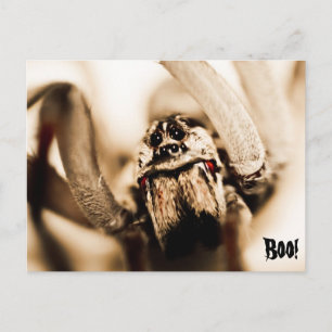 Beängstigend Wolf Spider Postkarte