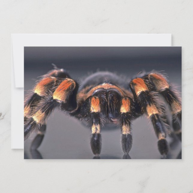 Beängstigende Tarantula (Vorderseite)