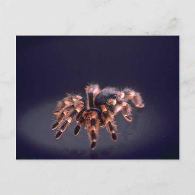 Beängstigende Tarantula-Spinne Postkarte (Vorderseite)