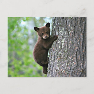 Bear Club Postkarte