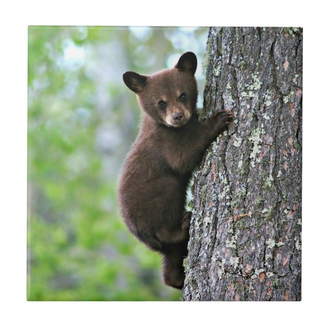 Bear Cub Climbing a Tree Fliese (Vorderseite)