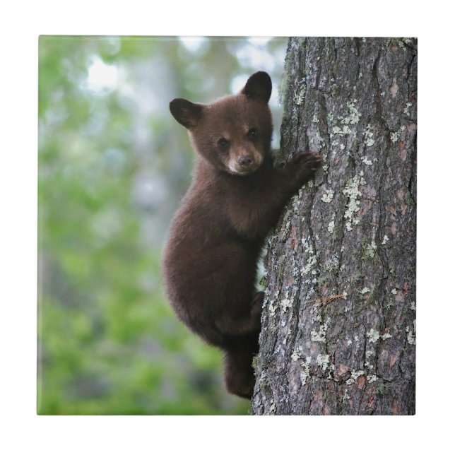 Bear Cub Climbing a Tree Fliese (Vorderseite)
