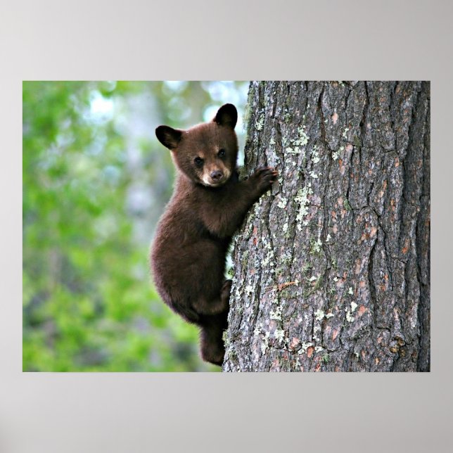 Bear Cub Climbing a Tree Poster (Vorne)