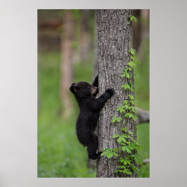 Bear Cub Climbing a Tree Poster (Vorne)