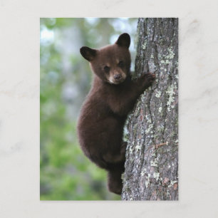 Bear Cub Climbing a Tree Postkarte
