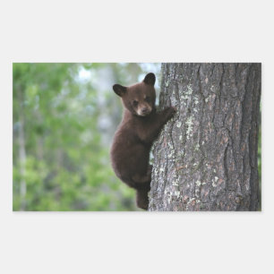 Bear Cub Climbing a Tree Rechteckiger Aufkleber