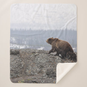 BEAR FAMILIE IN YELLOWSTONE SHERPADECKE