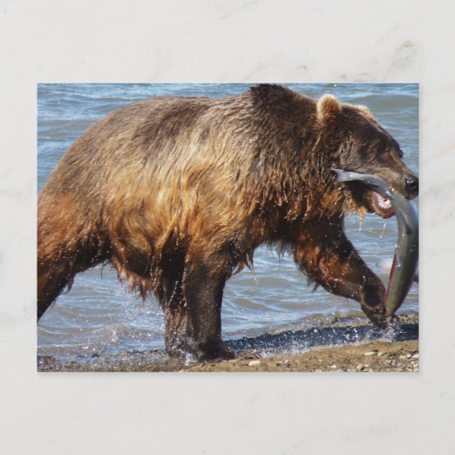 Bear Gone Angelkarte Postkarte (Vorderseite)
