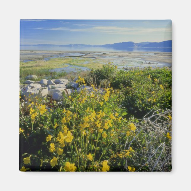 BEAR LAKE, UT, US, Affen-Blume & Katzenhai, Magnet (Vorne)