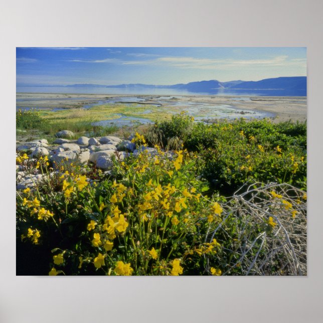 BEAR LAKE, UT, US, Affen-Blume & Katzenhai, Poster (Vorne)