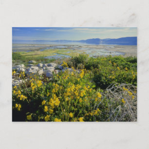 BEAR LAKE, UT, US, Affen-Blume & Katzenhai, Postkarte