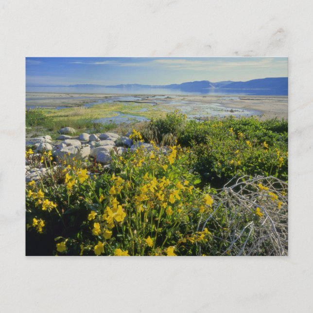 BEAR LAKE, UT, US, Affen-Blume & Katzenhai, Postkarte (Vorderseite)