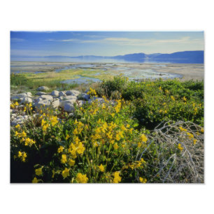 BEAR LAKE, UT, US, Affen-Blume & Krummling, Fotodruck