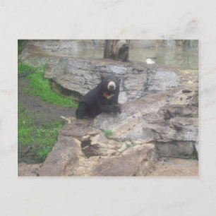 Bear Postkarte