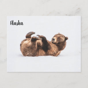 Bear Wildlife Alaska Postkarte