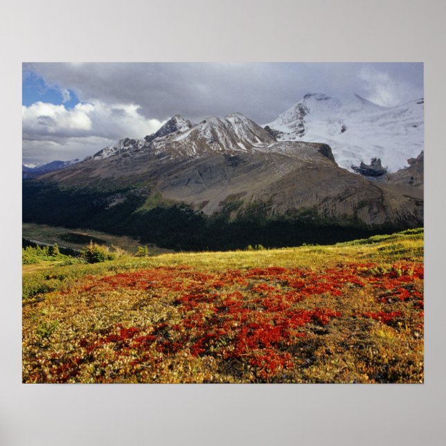 Bearberry im Frühherbst Athabasca Peak in Poster (Vorne)