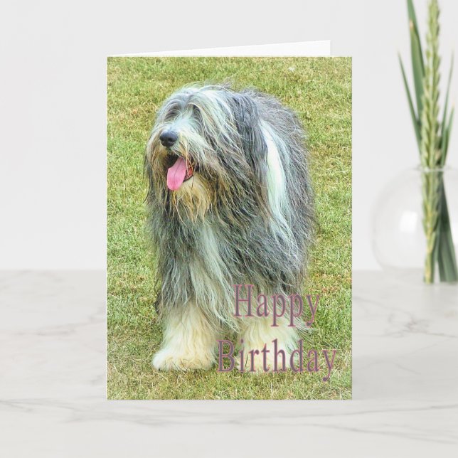 Bearded Collie Birthday Card Karte (Vorderseite)