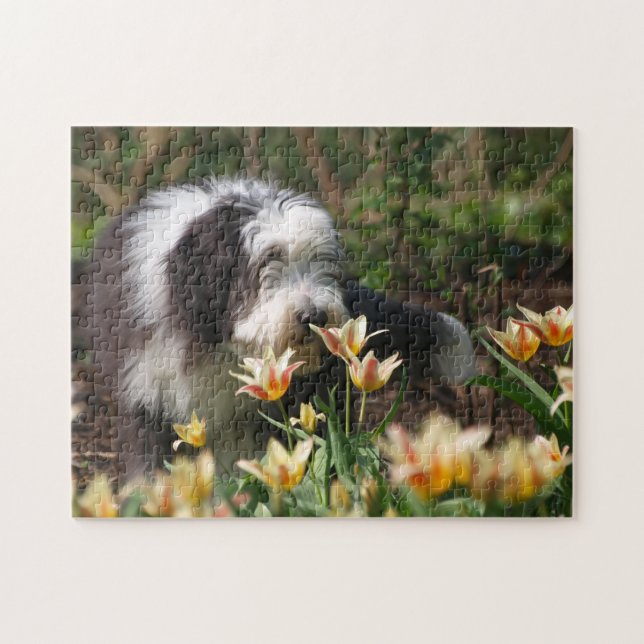 Bearded Collie im Frühling Puzzle (Horizontal)