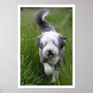 Bearded Collie im großen Gras Poster