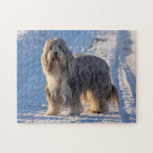 Bearded Collie im Schnee Puzzle