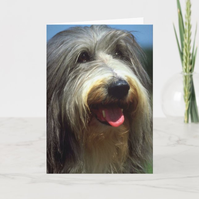 Bearded Collie Karte (Vorderseite)