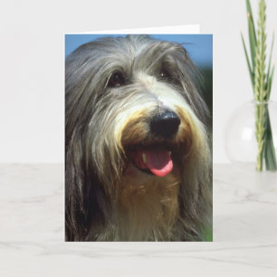 Bearded Collie Karte