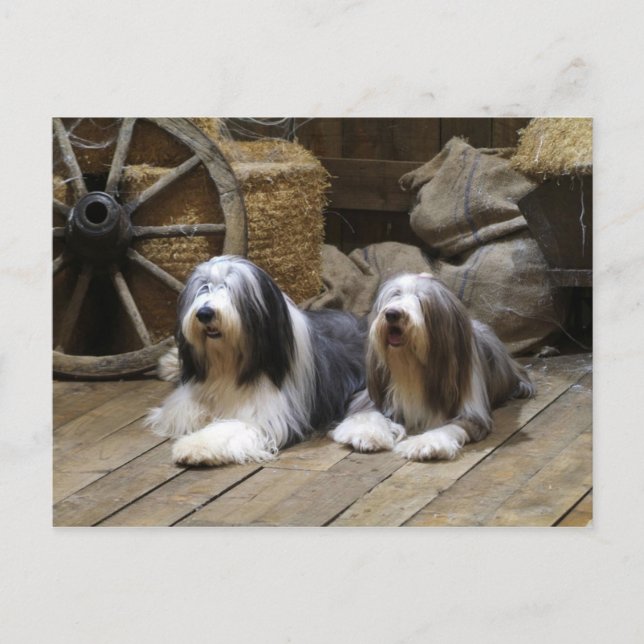 Bearded Collie Postkarte (Vorderseite)