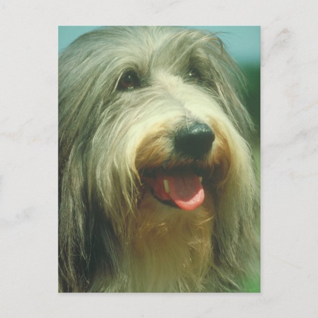 Bearded Collie Postkarte (Vorderseite)