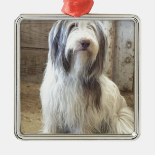 Bearded Collie Silbernes Ornament