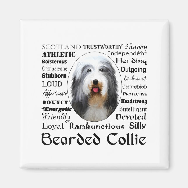 Bearded Collie T-Shirt  Magnet (Vorne)
