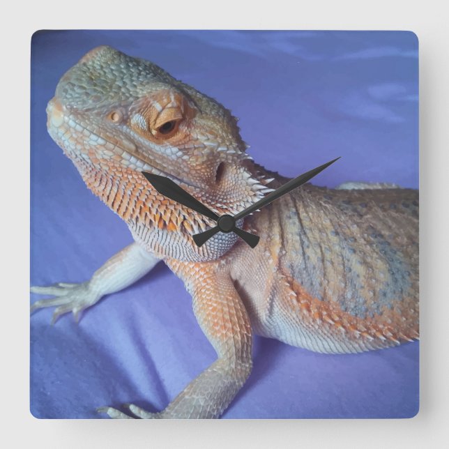 Bearded Dragon Picture Blue Quadratische Wanduhr (Vorderseite)