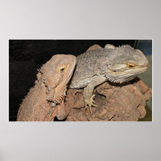 Bearded Dragons Poster (Vorne)