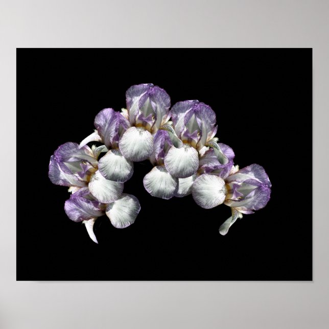 Bearded Iris Blume Bouquet Poster (Vorne)