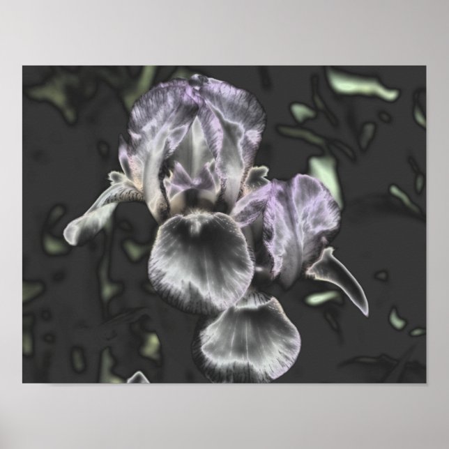 Bearded Iris Blume Pair Metallische Abstrakte Kuns Poster (Vorne)