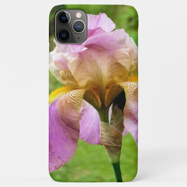 Bearded Iris Case-Mate iPhone Hülle (Rückseite)