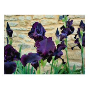 Bearded Iris Fotodruck