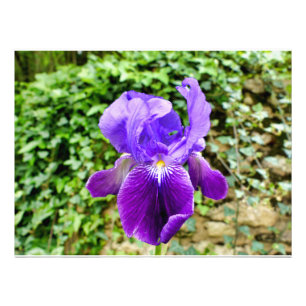 Bearded Iris Fotodruck