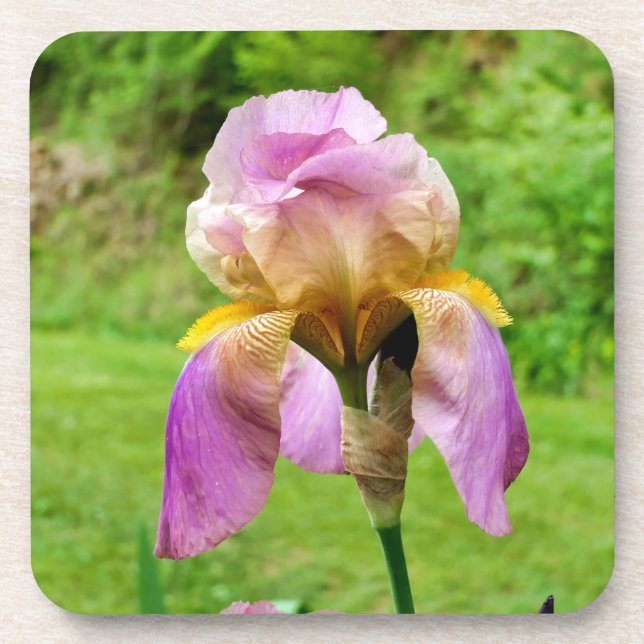 Bearded Iris Getränkeuntersetzer (Vorderseite)