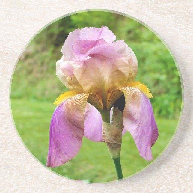 Bearded Iris Getränkeuntersetzer (Vorne)