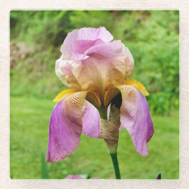 Bearded Iris Glasuntersetzer (Vorderseite)