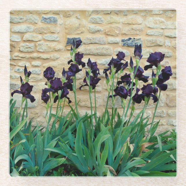 Bearded Iris Glasuntersetzer (Vorderseite)