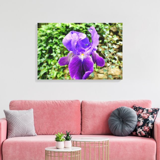 Bearded Iris Leinwanddruck (Insitu (Wohnzimmer))