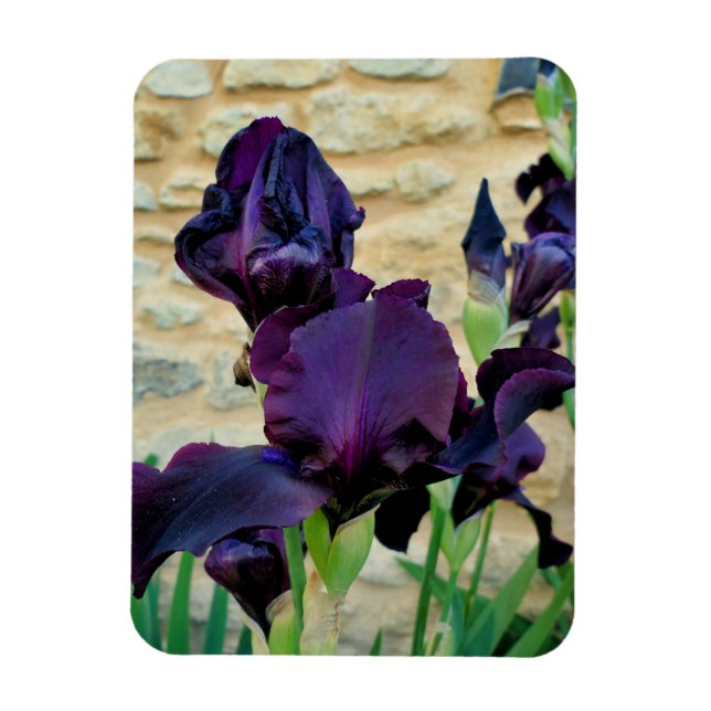 Bearded Iris Magnet (Vertikal)