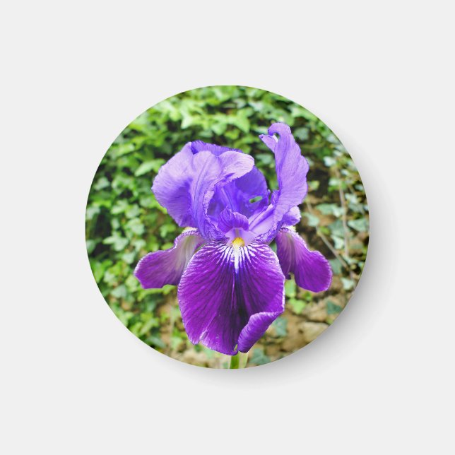 Bearded Iris Magnet (Vorne)
