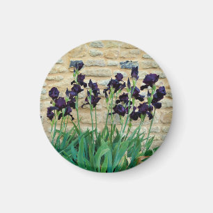 Bearded Iris Magnet