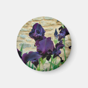 Bearded Iris Magnet